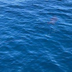 へいみつ丸 釣果