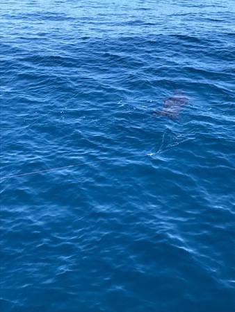 へいみつ丸 釣果