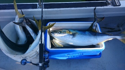 IDATEN（イダテン） 釣果