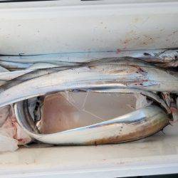 遊漁船　ニライカナイ 釣果