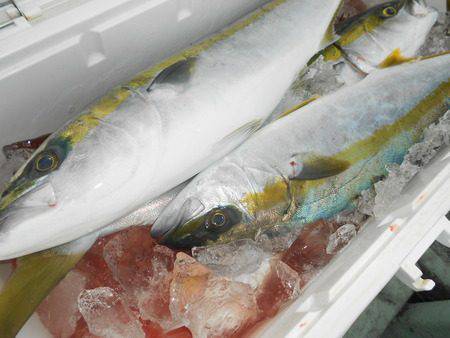 こうゆう丸 釣果