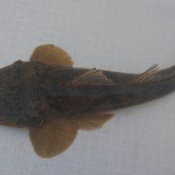 東京湾探釣隊ぼっち 釣果