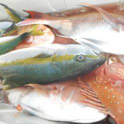 こうゆう丸 釣果