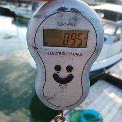 Magic(マジック) 釣果