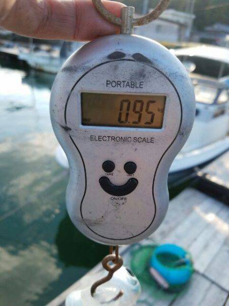 Magic(マジック) 釣果