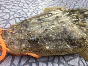 YELLOW-TAIL　イエローテール 釣果