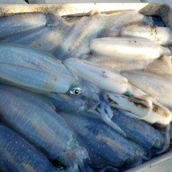 Magic(マジック) 釣果