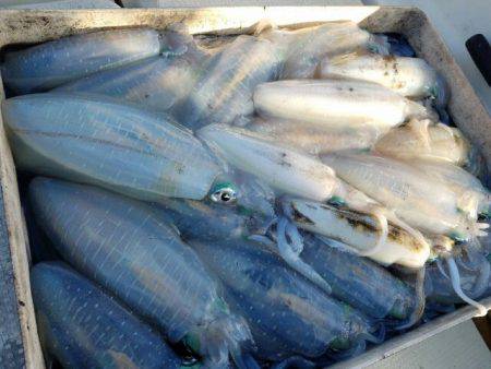 Magic(マジック) 釣果