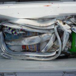 遊漁船 遊友 釣果