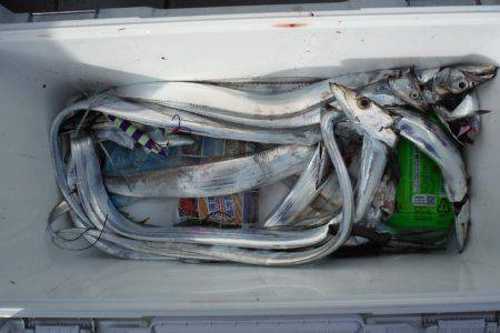 遊漁船 遊友 釣果