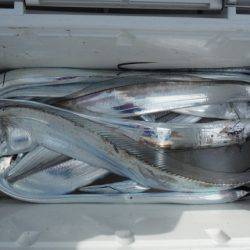 遊漁船 遊友 釣果