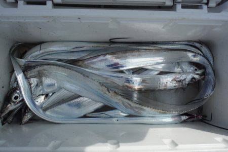 遊漁船 遊友 釣果