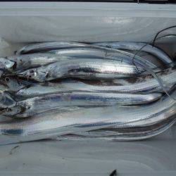 遊漁船 遊友 釣果