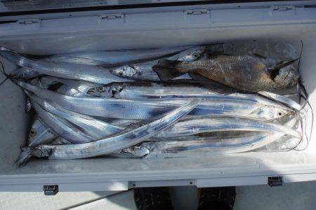 遊漁船 遊友 釣果