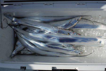 遊漁船 遊友 釣果