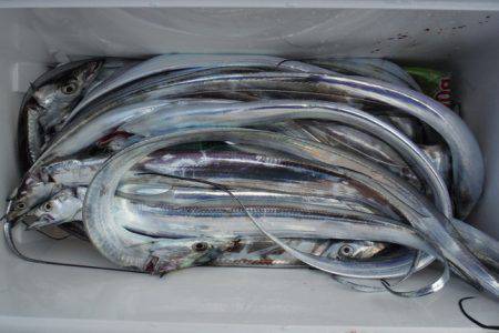 遊漁船 遊友 釣果