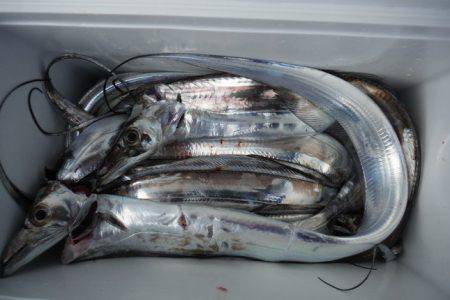 遊漁船 遊友 釣果