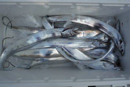 遊漁船 遊友 釣果