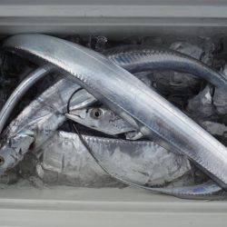 遊漁船 遊友 釣果