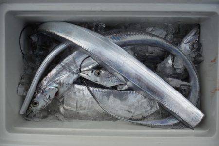 遊漁船 遊友 釣果