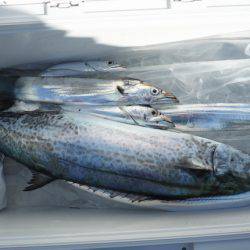 遊漁船 遊友 釣果