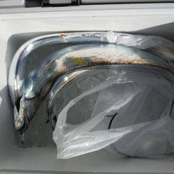 遊漁船 遊友 釣果