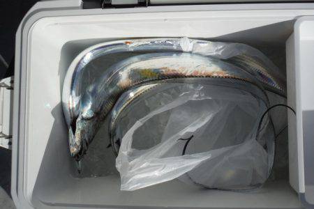 遊漁船 遊友 釣果