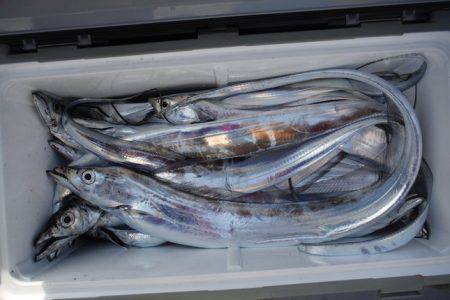 遊漁船 遊友 釣果