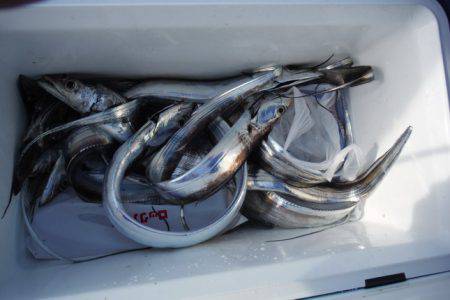 遊漁船 遊友 釣果