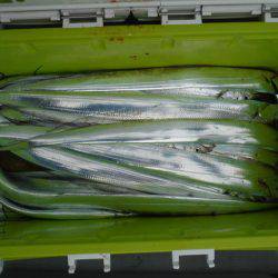 遊漁船 遊友 釣果