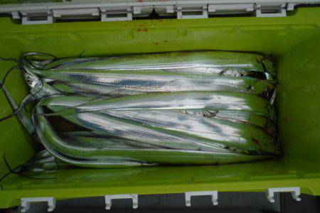 遊漁船 遊友 釣果