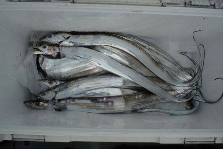 遊漁船 遊友 釣果