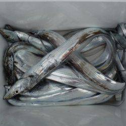 遊漁船 遊友 釣果