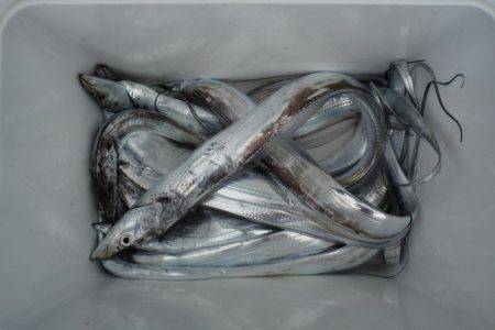 遊漁船 遊友 釣果