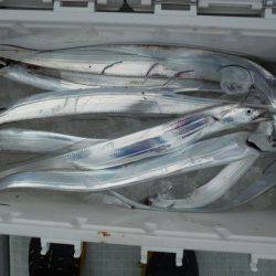 遊漁船 遊友 釣果