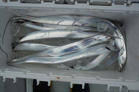 遊漁船 遊友 釣果