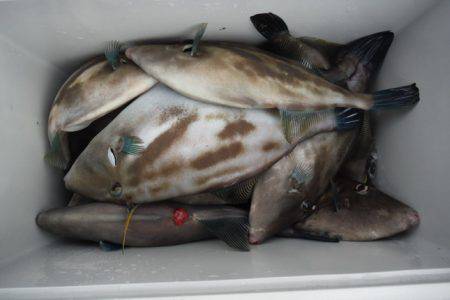 遊漁船 遊友 釣果