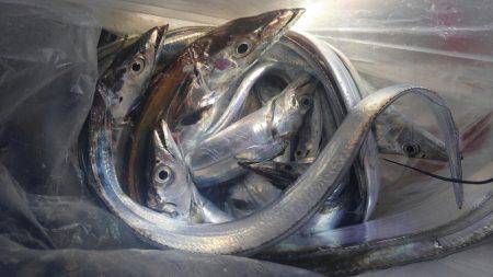 泉州丸 釣果