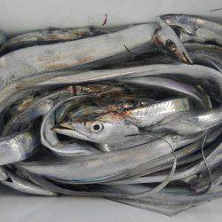 泉州丸 釣果