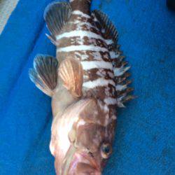 Blue.win 海人丸 釣果