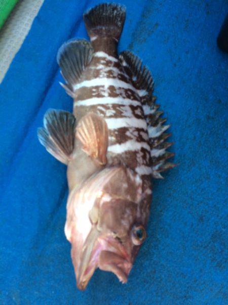 Blue.win 海人丸 釣果