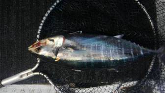 幸導丸 釣果