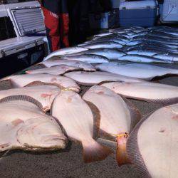 幸風(さちかぜ) 釣果