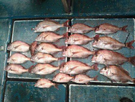 フィッシングガイド りょう 釣果