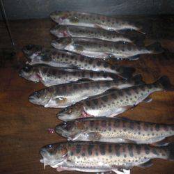 高萩ふれあいの里フィッシングエリア 釣果