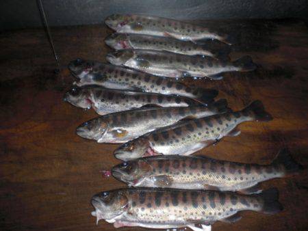 高萩ふれあいの里フィッシングエリア 釣果