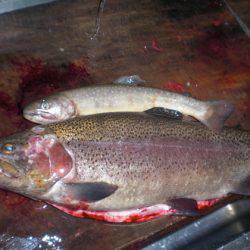 高萩ふれあいの里フィッシングエリア 釣果