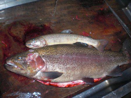 高萩ふれあいの里フィッシングエリア 釣果