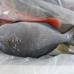 フィッシングハウス伊藤 釣果