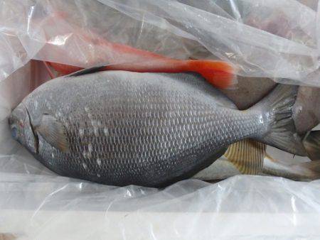 フィッシングハウス伊藤 釣果